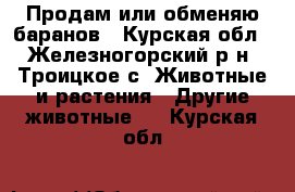 Продам или обменяю баранов - Курская обл., Железногорский р-н, Троицкое с. Животные и растения » Другие животные   . Курская обл.